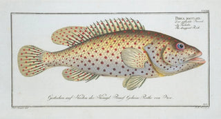Marcus Elieser Bloch - Perca maculata The dropped Perch.webp