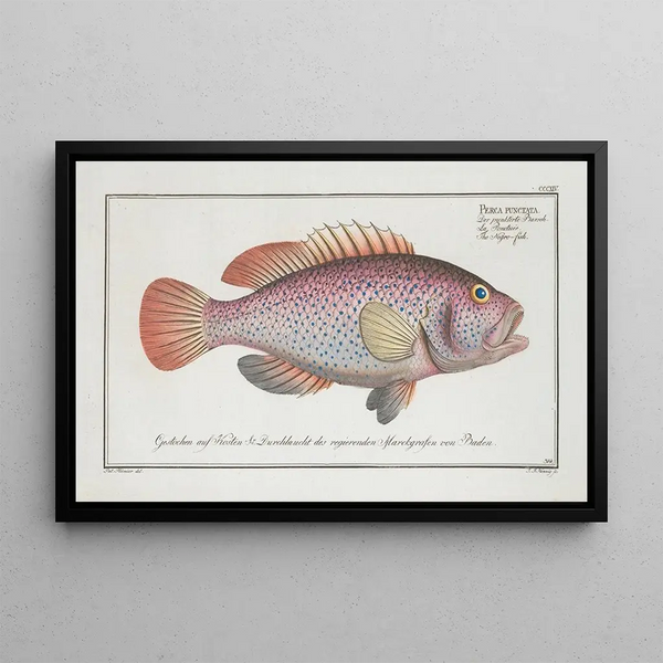Perca punctata Le Poisson-nègre - Marcus Elieser Bloch — oprawiony obraz na ścianie