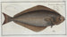 Pleuronectes Hippoglossus Le Flétan - Marcus Elieser Bloch — widok dzieła