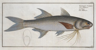 Marcus Elieser Bloch - Polynemus plebeius The Kalamin.webp
