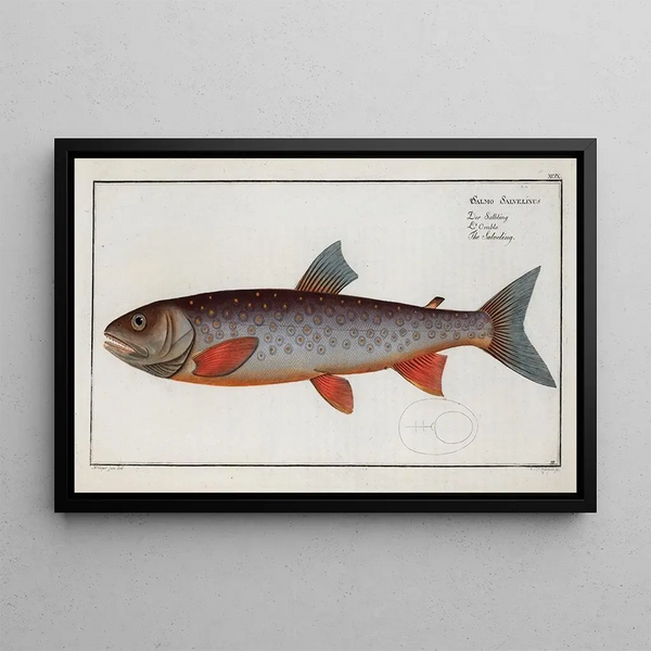 Salmo Salvelinus, czyli Salveling - Marcus Elieser Bloch — oprawiony obraz na ścianie