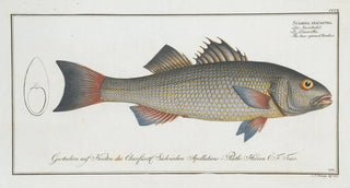 Marcus Elieser Bloch - Sciaena diacantha The twospined Umber.webp