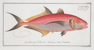 Marcus Elieser Bloch - Scomber ruber The red Mackrel.webp