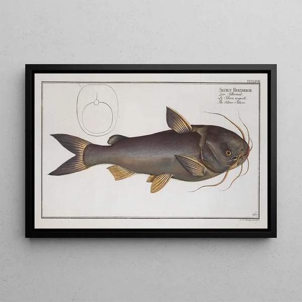 Marcus Elieser Bloch - Silurus Herzbergii The SilverSilure.webp