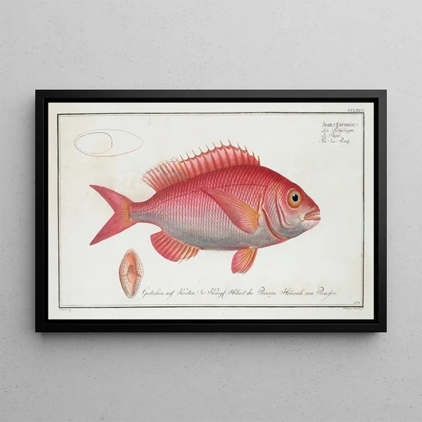 Sparus erythrinus, le sar commun - Marcus Elieser Bloch — oprawiony obraz na ścianie