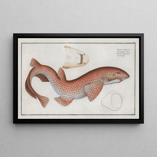 Marcus Elieser Bloch - Squalus Catulus The Lesser Rough Flound.webp