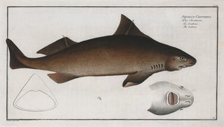 Marcus Elieser Bloch - Squalus Centrina The Centrina.webp