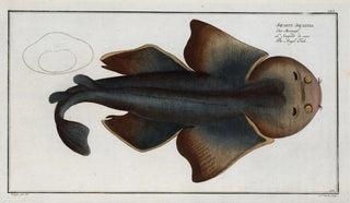 Marcus Elieser Bloch - Squalus Squatina The Angel FIsh.webp