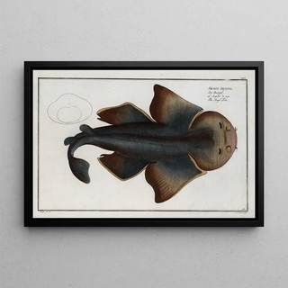 Marcus Elieser Bloch - Squalus Squatina The Angel FIsh.webp
