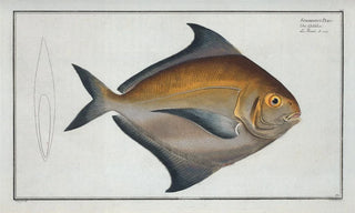Marcus Elieser Bloch - Stromateus Paru.webp