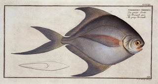 Marcus Elieser Bloch - Stromateus cinereus The gray Stromate.webp
