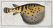 Tétrodon Lagocephalus Le poisson-globe étoilé - Marcus Elieser Bloch — widok dzieła