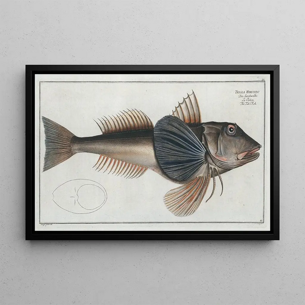 Trigla Hirundo Le Poisson-Tub - Marcus Elieser Bloch — oprawiony obraz na ścianie