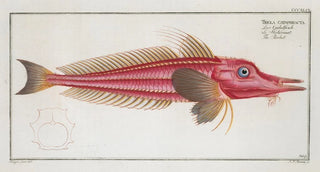 Marcus Elieser Bloch - Trigla cataphracta The Rochet.webp