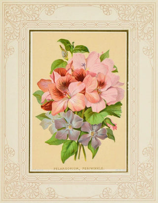 Marcus Ward Co - Pelargonium Periwinkle.webp