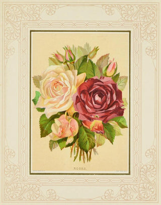 Marcus Ward Co - Roses.webp