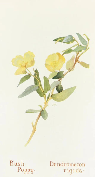 Margaret Armstrong - Bush Poppy.webp