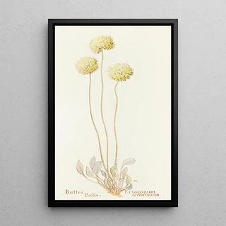 Margaret Armstrong - Butter Balls.webp