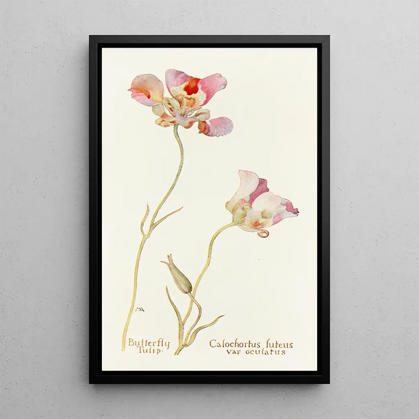 Margaret Armstrong - Butterfly Tulip.webp