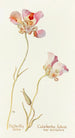 Tulipe papillon - Margaret Armstrong — widok dzieła