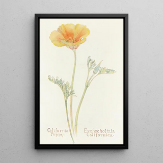 Margaret Armstrong - California Poppy.webp