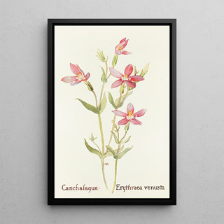 Margaret Armstrong - Canchalagua.webp