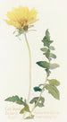 Balsamorhize à feuilles découpées - Margaret Armstrong — widok dzieła