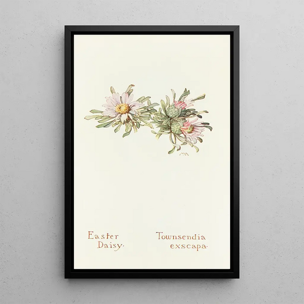Margaret Armstrong - Easter Daisy.webp