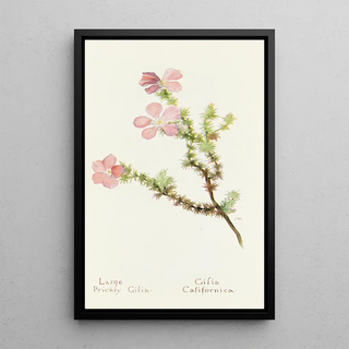 Margaret Armstrong - Large Prickly Gilia.webp