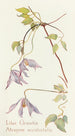 Clematis lilas - Margaret Armstrong — widok dzieła