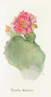 Opuntia basilaris - Margaret Armstrong — widok dzieła