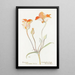 Tulipe mariposa orange - Margaret Armstrong — oprawiony obraz na ścianie