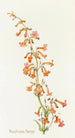 Penstemon Parryi - Margaret Armstrong — widok dzieła