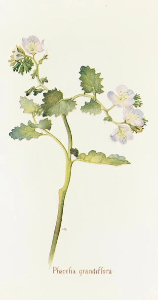 Margaret Armstrong - Phacelia grandiflora.webp