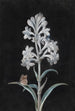Jacinthe blanche - Margaretha Barbara Dietzsch — widok dzieła