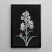 Jacinthe blanche - Margaretha Barbara Dietzsch — oprawiony obraz na ścianie