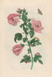 Althéa - Maria Sibylla Merian — widok dzieła