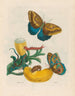 Baccores - Maria Sibylla Merian — widok dzieła