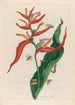 Ballia - Maria Sibylla Merian — widok dzieła