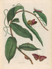 Vanille - Maria Sibylla Merian — widok dzieła