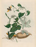 Battattes - Maria Sibylla Merian — widok dzieła