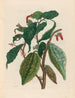 Cacao - Maria Sibylla Merian — widok dzieła
