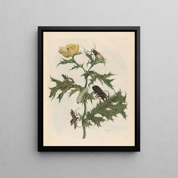 Maria Sibylla Merian - Carduus spinosus.webp