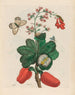 Caschou - Maria Sibylla Merian — widok dzieła