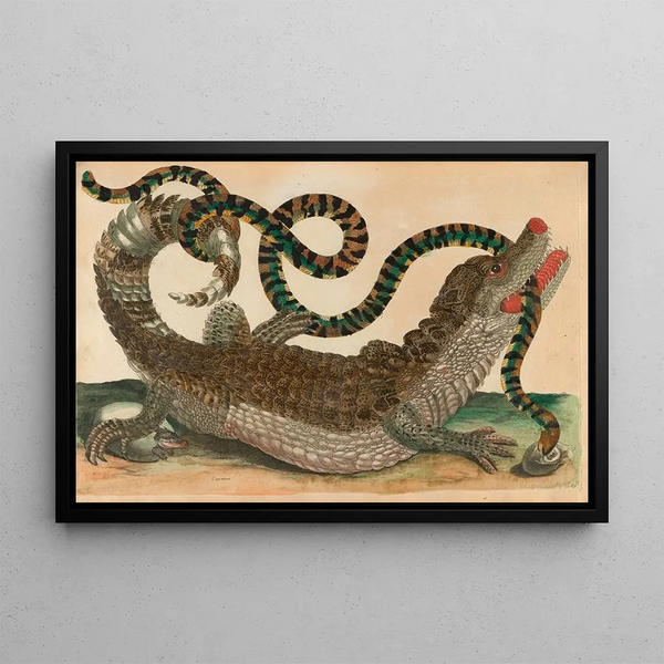 Maria Sibylla Merian - Cayman.webp