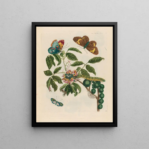 Maria Sibylla Merian - Coronilla Americana arborescens.webp