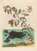 Cresson - Maria Sibylla Merian — widok dzieła