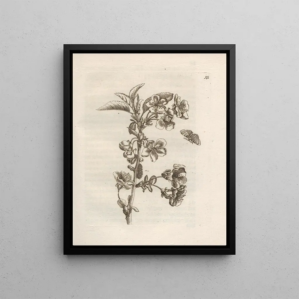 Maria Sibylla Merian - Der Raupen wunderbare Verwandelung und sonderbare BlumenNahrung Pl012.webp