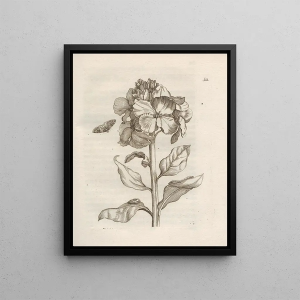 Maria Sibylla Merian - Der Raupen wunderbare Verwandelung und sonderbare BlumenNahrung Pl013.webp