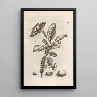 Maria Sibylla Merian - Der Raupen wunderbare Verwandelung und sonderbare BlumenNahrung Pl014.webp